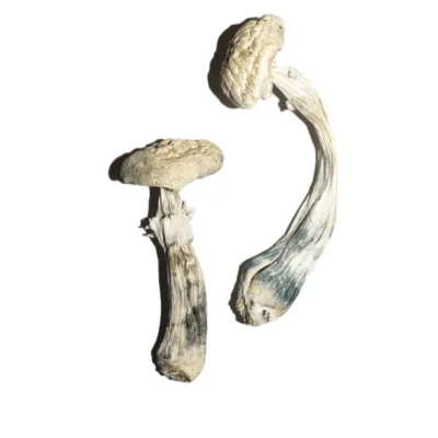 Avery's Albino mushrooms with ghost-pale caps and stems